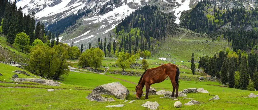 7 Day Doodhpatri - Gulmarg - Pahalgam - Sonamarg