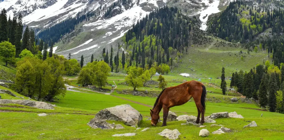 7 Day Doodhpatri - Gulmarg - Pahalgam - Sonamarg