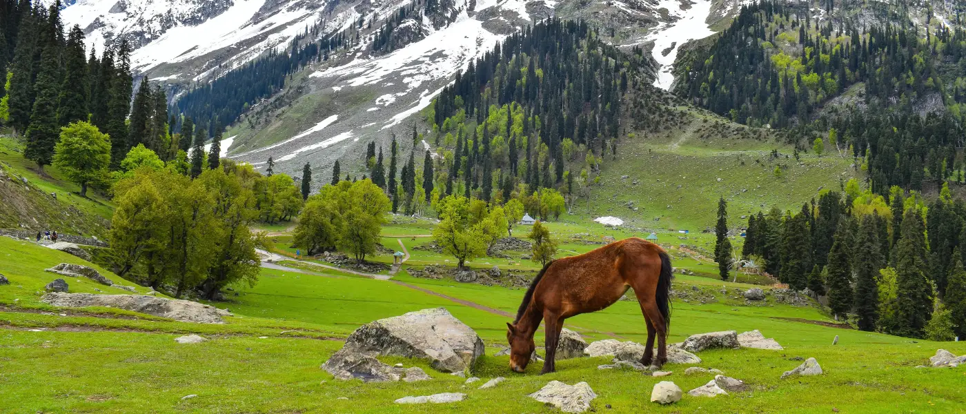 7 Day Doodhpatri - Gulmarg - Pahalgam - Sonamarg
